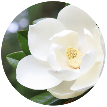 Magnolia Extract - Naturally Serious Good Skin Care Ingredient Glossary