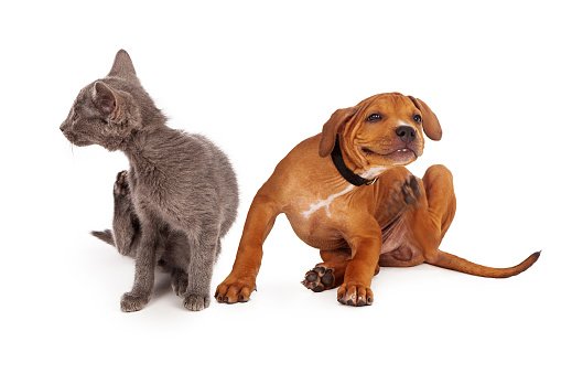 Emu Oil helps relieve dry itchy skin for dogs and cats.