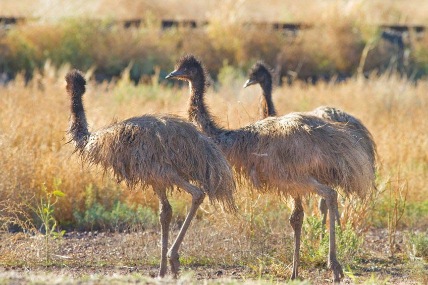Emus