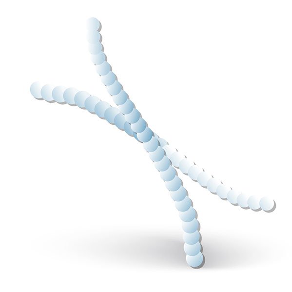 Elastin - June Jacobs Skin Care Ingredient Glossary