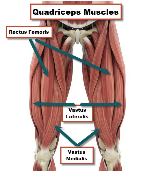 Quadriceps Diagram Quadriceps Diagram