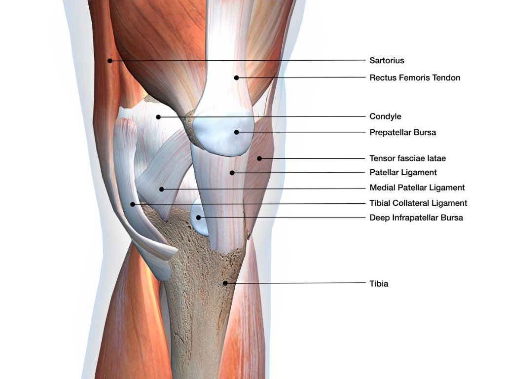 Anatomy Of Knee Anatomy Of Knee